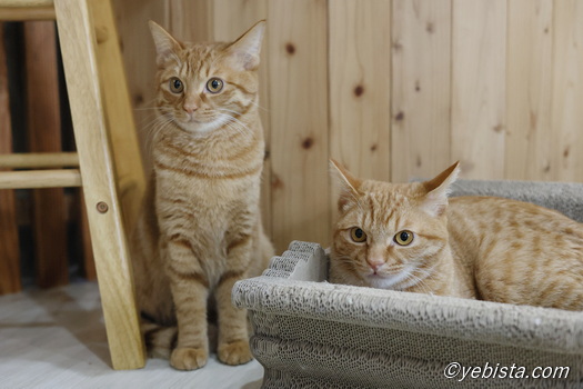 ゆべし・いなり