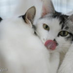 もみじ・どんぐり