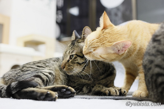 エクセル・ラン