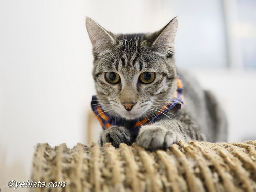 ミャーウチ会長