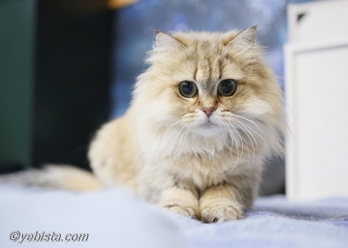 ファイヤーサンダー