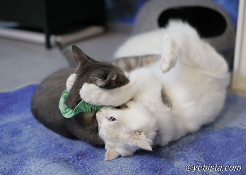 ギザ男・ミミピン