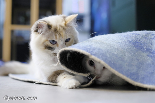 Chey☆・ミミピン