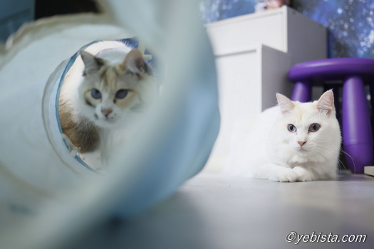 Chey☆・ミミピン