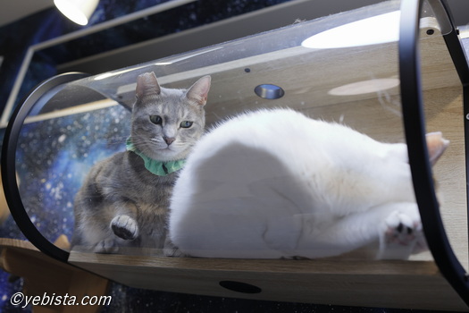 ギザ男・カラタチ