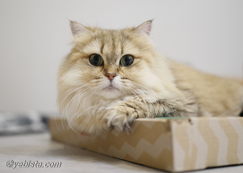 ファイヤーサンダー