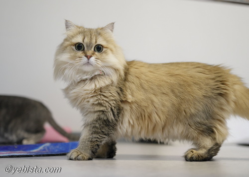 ファイヤーサンダー