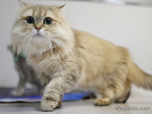 ファイヤーサンダー