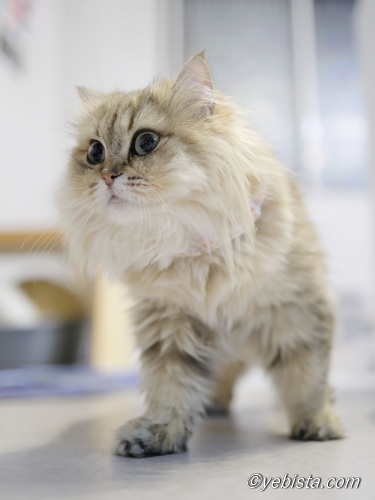 ファイヤーサンダー