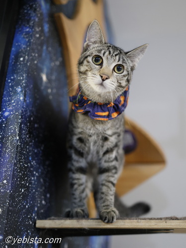 ミャーウチ会長