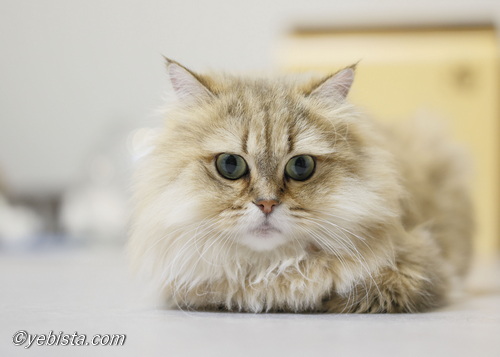 ファイヤーサンダー