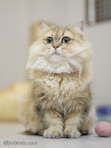 ファイヤーサンダー