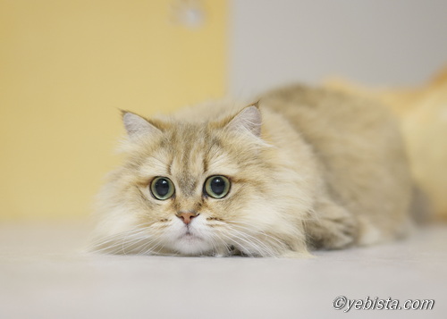 ファイヤーサンダー