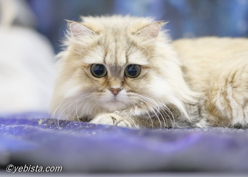 ファイヤーサンダー