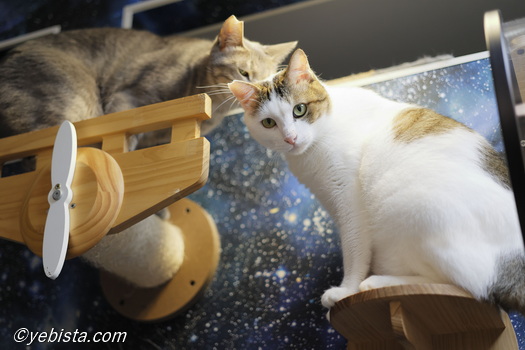 ギザ男・カラタチ