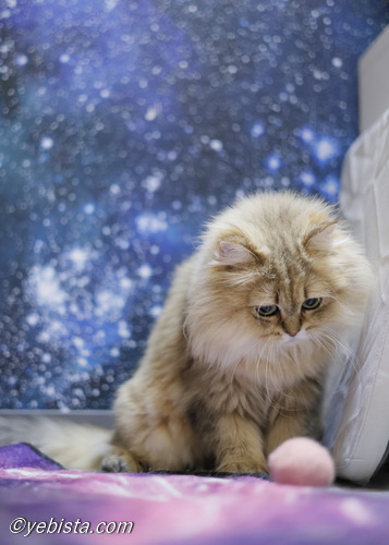 ファイヤーサンダー