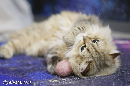 ファイヤーサンダー