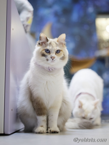 Chey☆・ミミピン