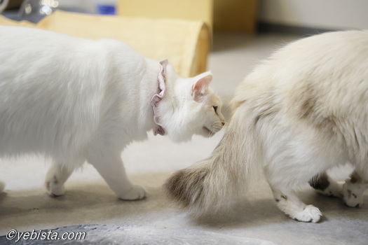 ミミピン・Chey☆