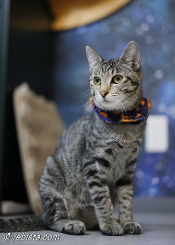 ミャーウチ会長