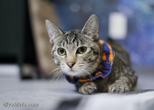 ミャーウチ会長