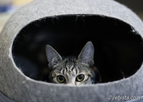 ミャーウチ会長