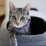 ミャーウチ会長