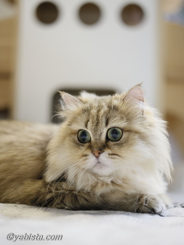 ファイヤーサンダー