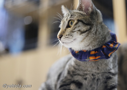 ミャーウチ会長