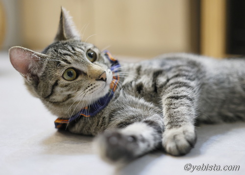 ミャーウチ会長