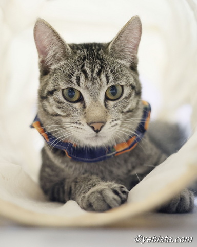 ミャーウチ会長