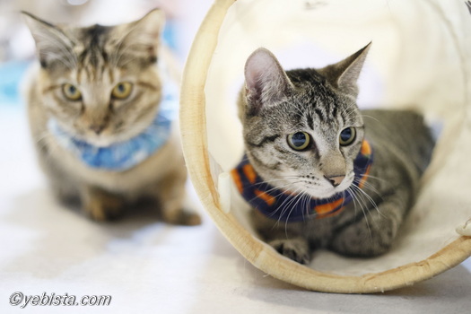 ヒロチョ・ミャーウチ会長