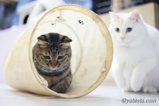 わさび・ミミピン