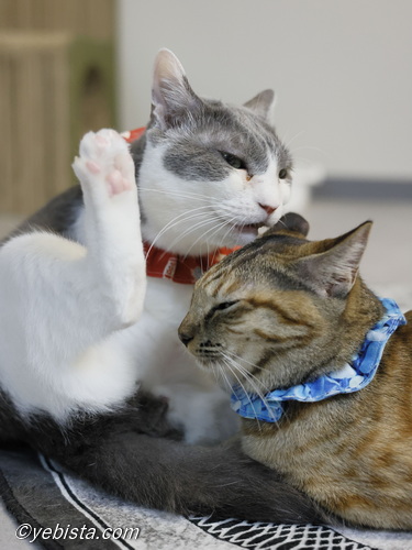 バーピー・ヒロチョ