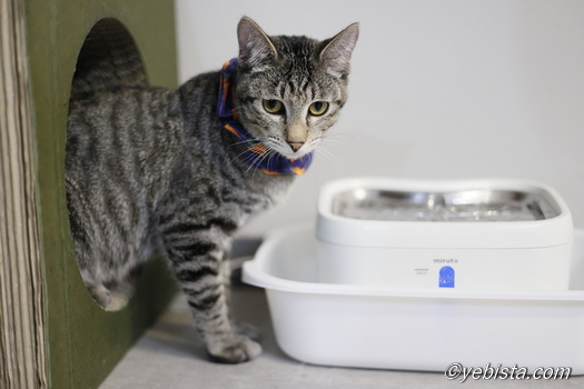 ミャーウチ会長