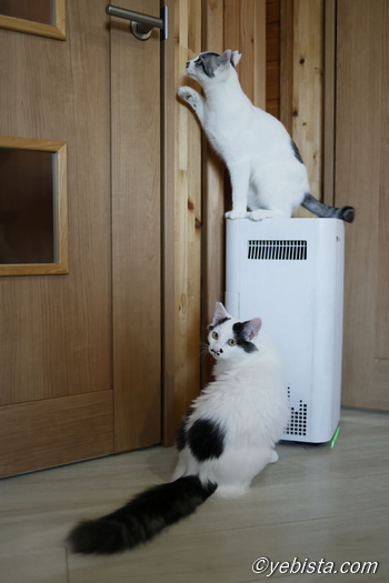 どんぐり・とんぼ