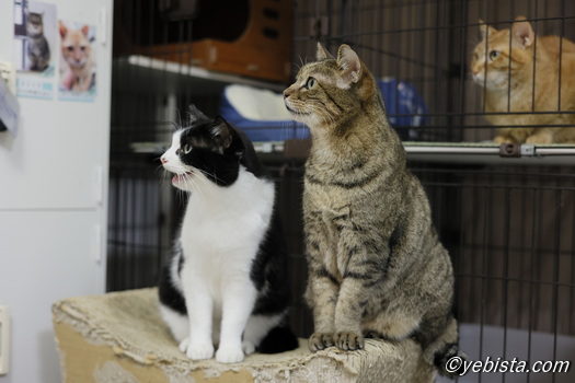 ショウ・ヨリイチ