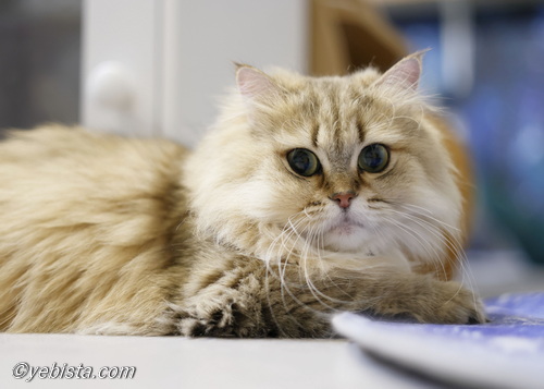 ファイヤーサンダー