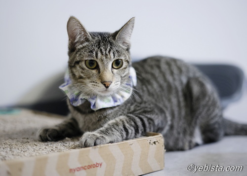 ミャーウチ会長