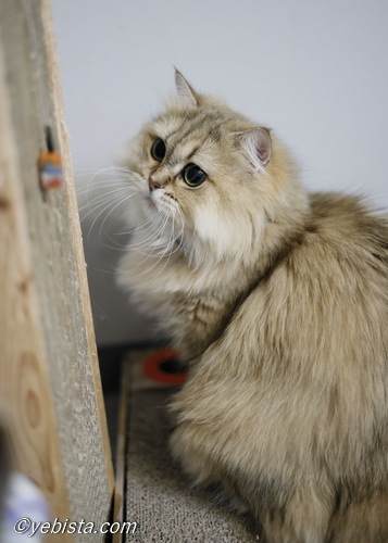 ファイヤーサンダー