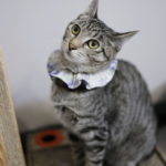 ミャーウチ会長