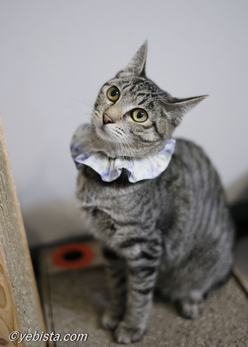 ミャーウチ会長