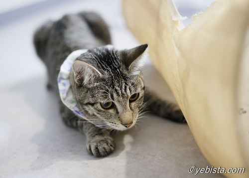 ミャーウチ会長