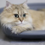 ファイヤーサンダー