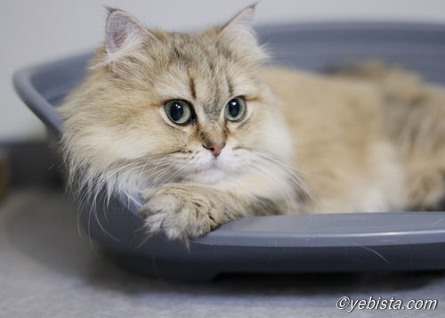 ファイヤーサンダー