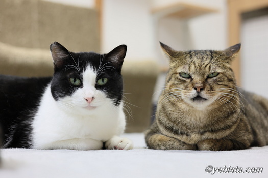 ショウ・ヨリイチ