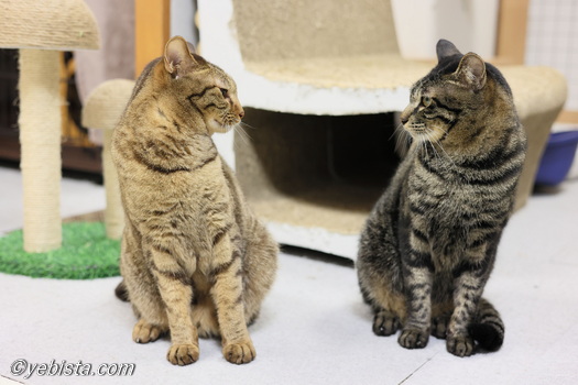 ムイチロウ・カーソル