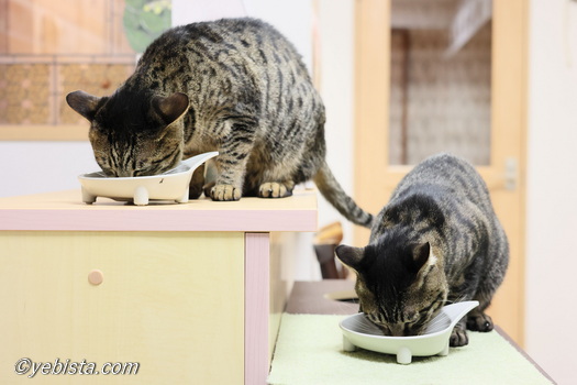 エクセル・カーソル