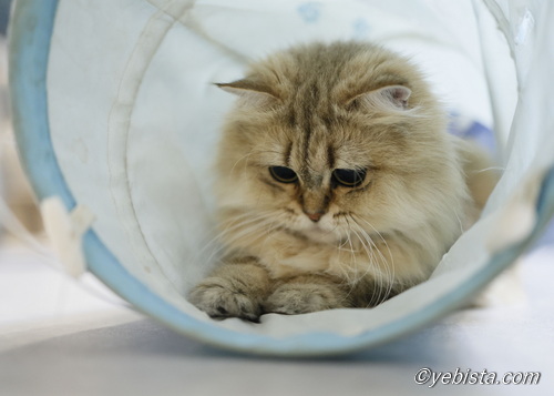 ファイヤーサンダー