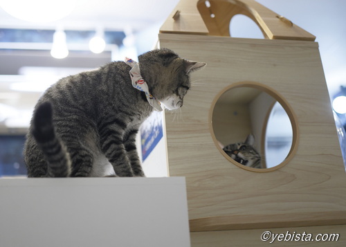 ミャーウチ会長・翔子